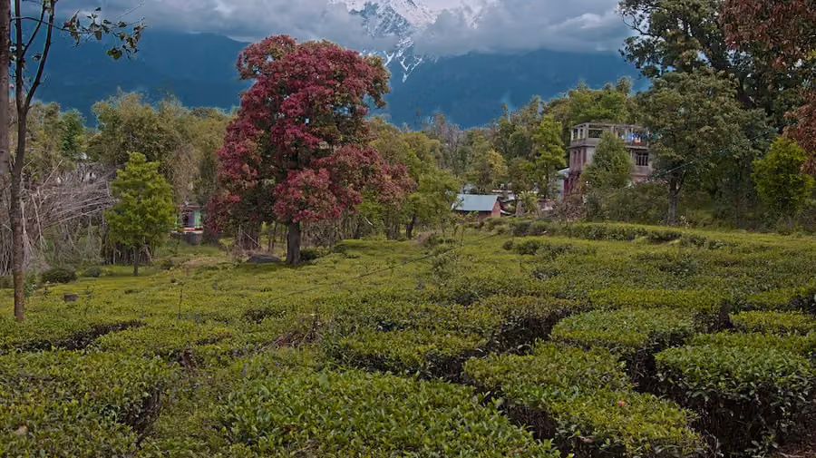PALAMPUR